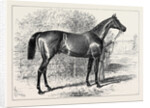 Isonomy Winner of the Ascot Cup 1879 by Anonymous
