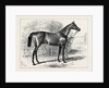 Isonomy Winner of the Ascot Cup 1879 by Anonymous