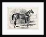 Isonomy Winner of the Ascot Cup 1879 by Anonymous