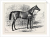 Isonomy Winner of the Ascot Cup 1879 by Anonymous