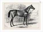 Isonomy Winner of the Ascot Cup 1879 by Anonymous