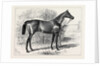 Isonomy Winner of the Ascot Cup 1879 by Anonymous