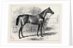 Isonomy Winner of the Ascot Cup 1879 by Anonymous