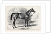 Isonomy Winner of the Ascot Cup 1879 by Anonymous