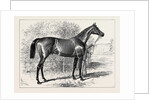 Isonomy Winner of the Ascot Cup 1879 by Anonymous