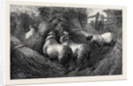 Forbidden Fruit, from the Late Exhibition of the Royal Academy 1867 by Anonymous