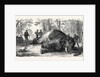 Measuring the Elephant Killed by the Duke of Edinburgh 1867 by Anonymous