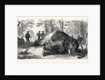 Measuring the Elephant Killed by the Duke of Edinburgh 1867 by Anonymous