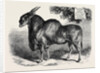The Eland at the Smithfield Club Cattle Show 1867 by Anonymous