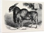 The Eland at the Smithfield Club Cattle Show 1867 by Anonymous