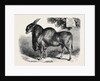 The Eland at the Smithfield Club Cattle Show 1867 by Anonymous