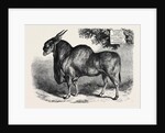 The Eland at the Smithfield Club Cattle Show 1867 by Anonymous