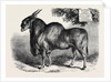 The Eland at the Smithfield Club Cattle Show 1867 by Anonymous