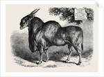 The Eland at the Smithfield Club Cattle Show 1867 by Anonymous