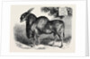 The Eland at the Smithfield Club Cattle Show 1867 by Anonymous