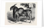 The Eland at the Smithfield Club Cattle Show 1867 by Anonymous