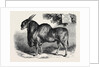 The Eland at the Smithfield Club Cattle Show 1867 by Anonymous