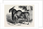 The Eland at the Smithfield Club Cattle Show 1867 by Anonymous