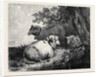 Sheep, in the International Exhibition 1862 by Anonymous