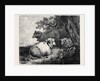 Sheep, in the International Exhibition 1862 by Anonymous