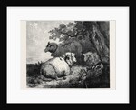 Sheep, in the International Exhibition 1862 by Anonymous