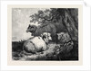 Sheep, in the International Exhibition 1862 by Anonymous