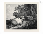 Sheep, in the International Exhibition 1862 by Anonymous