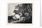 Sheep, in the International Exhibition 1862 by Anonymous