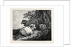 Sheep, in the International Exhibition 1862 by Anonymous