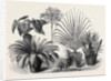 Group of Rare Plants at the Late International Horticultural Exhibition South Kensington London UK 1866 by Anonymous
