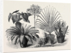 Group of Rare Plants at the Late International Horticultural Exhibition South Kensington London UK 1866 by Anonymous