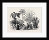 Group of Rare Plants at the Late International Horticultural Exhibition South Kensington London UK 1866 by Anonymous