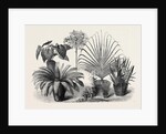 Group of Rare Plants at the Late International Horticultural Exhibition South Kensington London UK 1866 by Anonymous