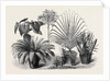Group of Rare Plants at the Late International Horticultural Exhibition South Kensington London UK 1866 by Anonymous