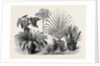 Group of Rare Plants at the Late International Horticultural Exhibition South Kensington London UK 1866 by Anonymous
