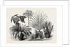 Group of Rare Plants at the Late International Horticultural Exhibition South Kensington London UK 1866 by Anonymous