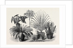 Group of Rare Plants at the Late International Horticultural Exhibition South Kensington London UK 1866 by Anonymous