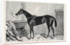 Tormentor the Winner of the Oaks 1866 by Anonymous