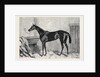 Tormentor the Winner of the Oaks 1866 by Anonymous