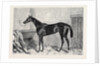 Tormentor the Winner of the Oaks 1866 by Anonymous