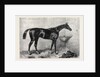 Mr. R. Sutton's Lord Lyon Winner of the Two Thousand Guinea Stakes at Newmarket UK 1866 by Anonymous