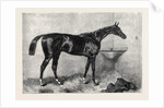 Mr. R. Sutton's Lord Lyon Winner of the Two Thousand Guinea Stakes at Newmarket UK 1866 by Anonymous