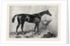 Mr. R. Sutton's Lord Lyon Winner of the Two Thousand Guinea Stakes at Newmarket UK 1866 by Anonymous