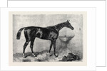 Mr. R. Sutton's Lord Lyon Winner of the Two Thousand Guinea Stakes at Newmarket UK 1866 by Anonymous
