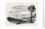 City of Tunis by Anonymous