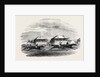 Croxton Park Races, the Race by Anonymous