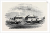 Croxton Park Races, the Race by Anonymous