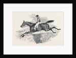 Lottery, the Celebrated Steeple Chase Winner. by Anonymous