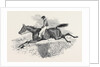 Lottery, the Celebrated Steeple Chase Winner. by Anonymous