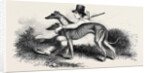 Coursing, Greyhounds. by Anonymous